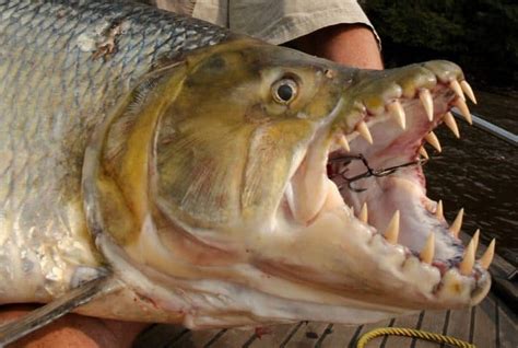 fish with big teeth